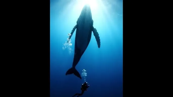 苦月亮电影 - 深蓝星球：探索海洋深处的未知世界
